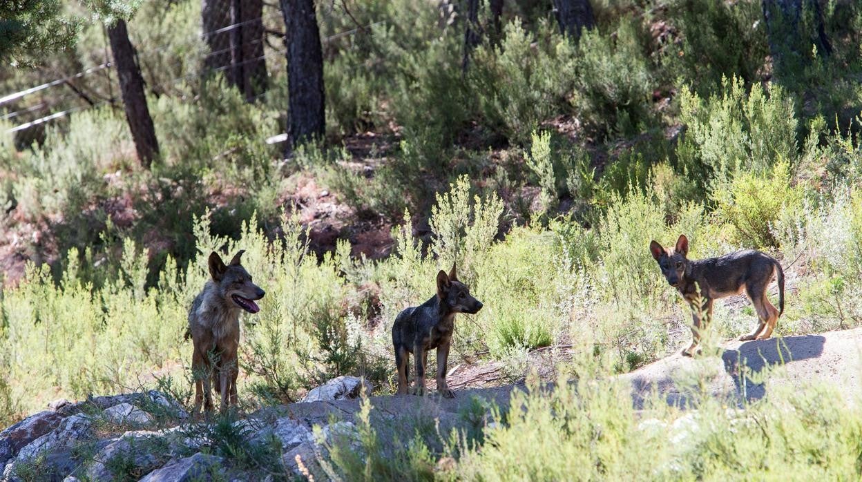 Ejemplares de lobo en el Centro de Lobo Ibérico