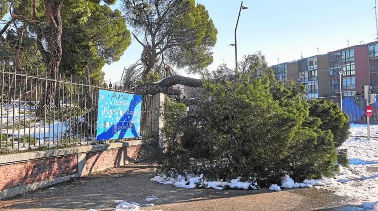 Un árbol caído junto a una de las entradas de la Casa de Campo