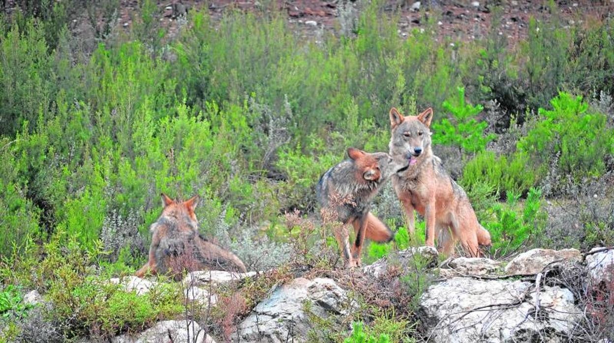 Tres lobos en una imagen de archivo