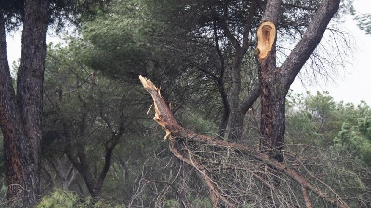 Daños en un pino de un monte madrileño tras el paso de la borrasca Filomena