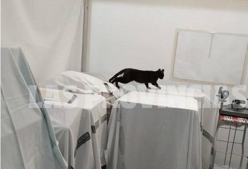 Un gato se pasea sobre material en uno de los almacenes del hospital de campaña de Castellón