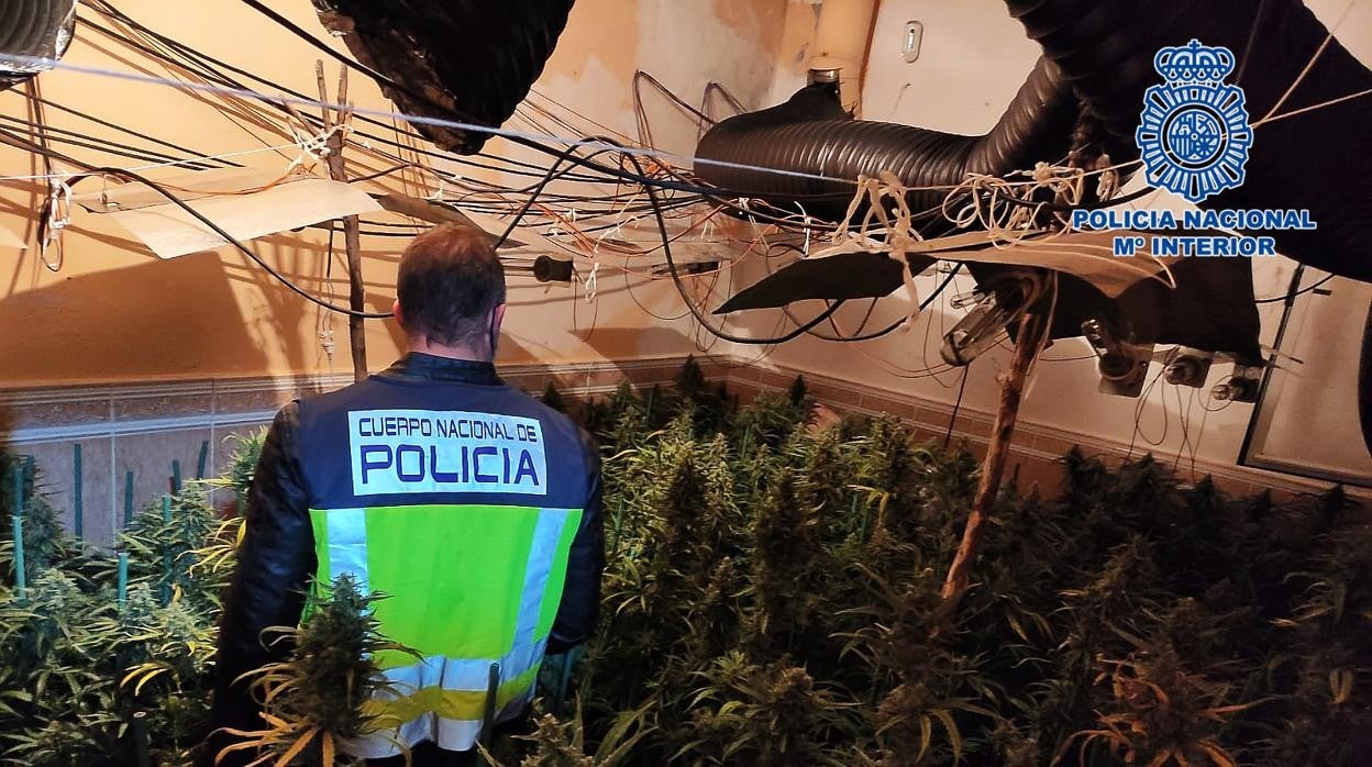 Un policía en la plantación encontrada en Espinoso del Rey