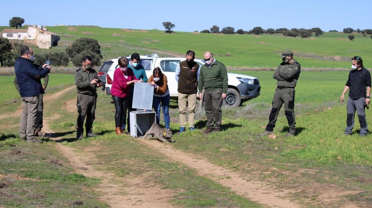 Liberan otro ejemplar de lince ibérico en Ciudad Real dentro del nuevo programa europeo «Lynx Connect»