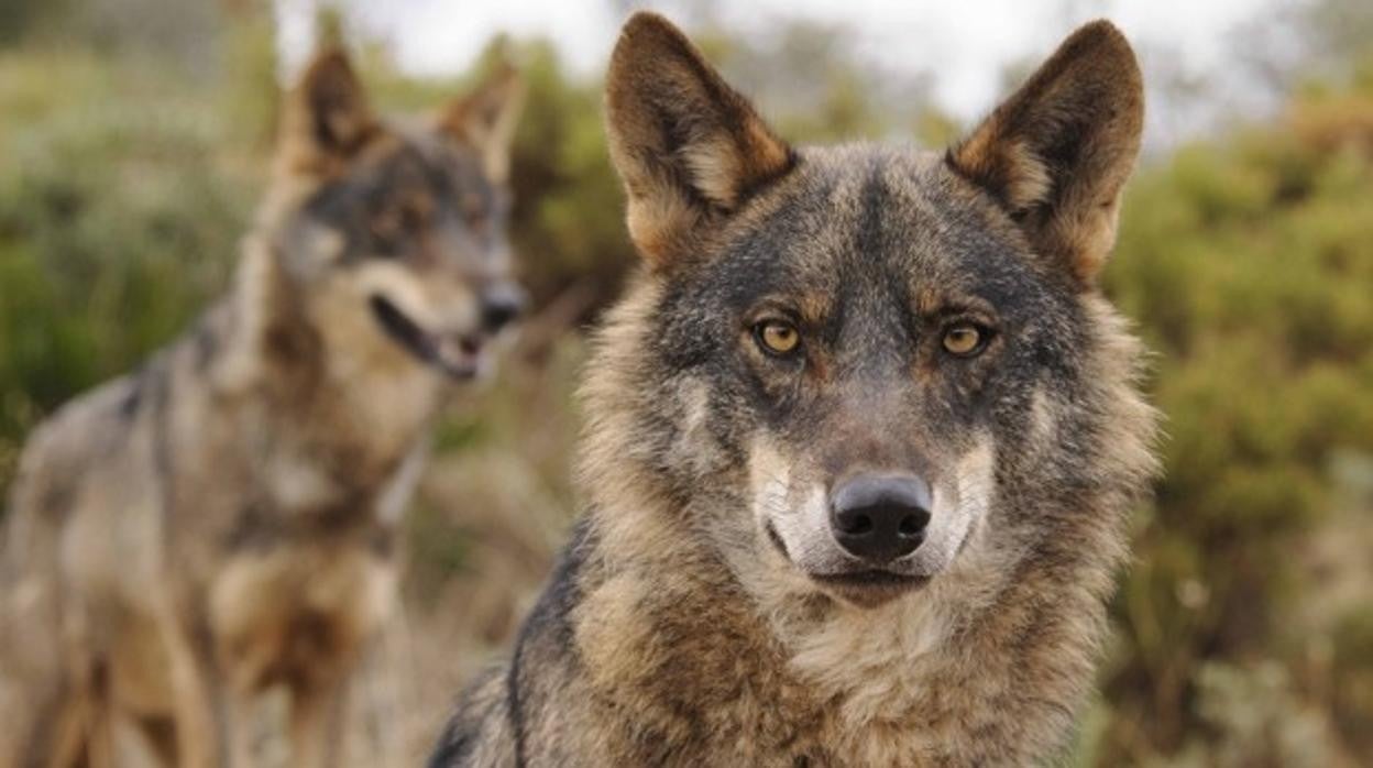 El lobo ibérico deja de ser considerado especie cinegética