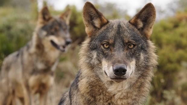 Martínez Arroyo: «En Castilla-La Mancha es posible la convivencia entre la ganadería y el lobo»