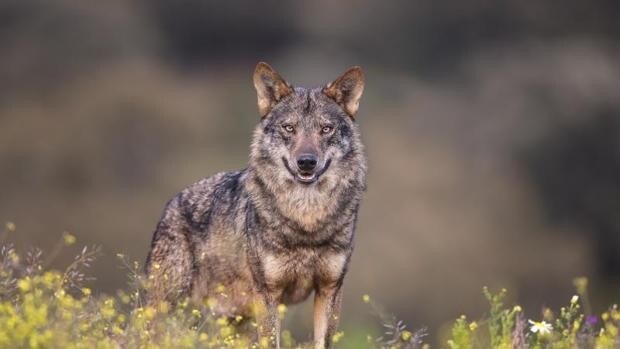 Galicia alega contra la inclusión del lobo entre las especies protegidas: «Está injustificada»