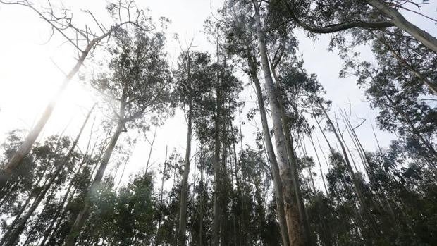 Objetivo 2040: un bosque diverso y con menos eucaliptos en Galicia