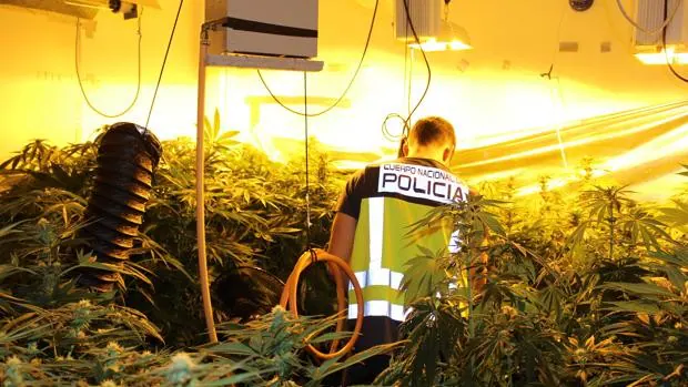 Los sesenta golpes al negocio de la droga en Valencia: 137 detenidos y dos mil kilos de marihuana intervenidos