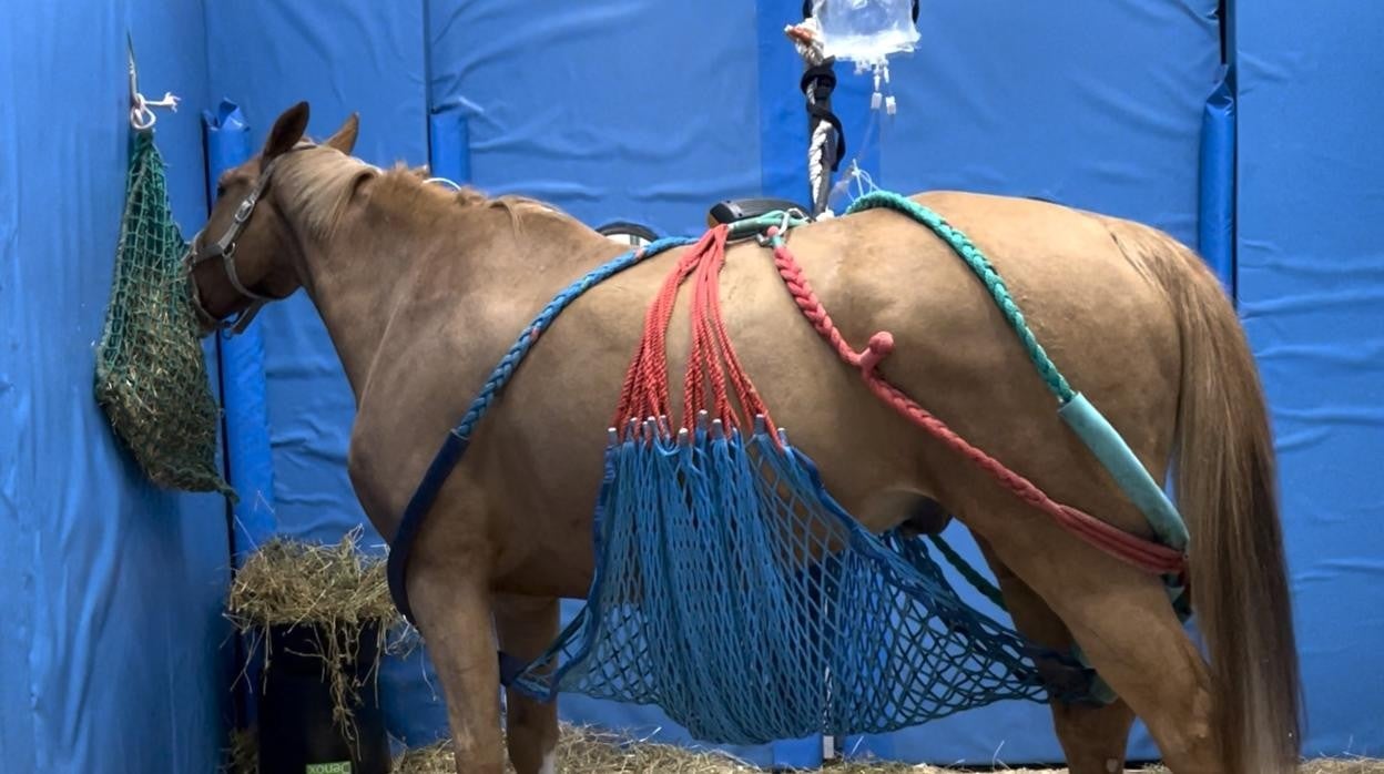 Imagen de uno de los caballos afectados por el brote de rinoneumonía