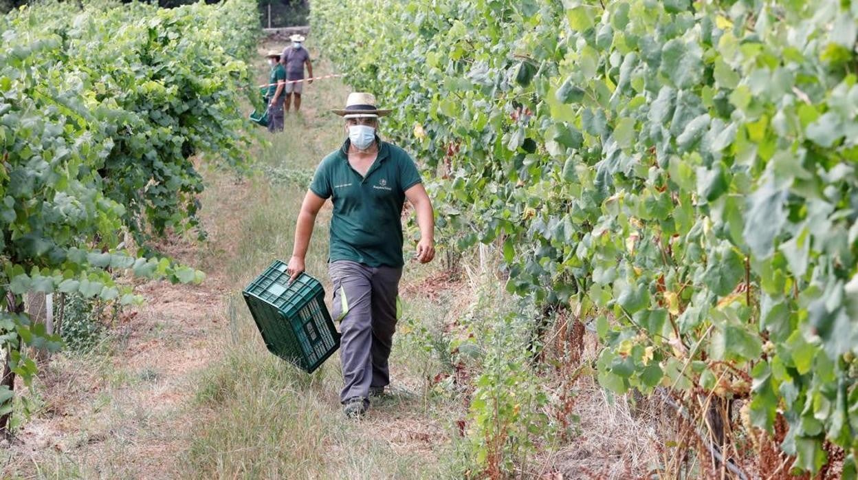 Agricultura pedirá a Europa fondos extraordinarios para el sector del vino
