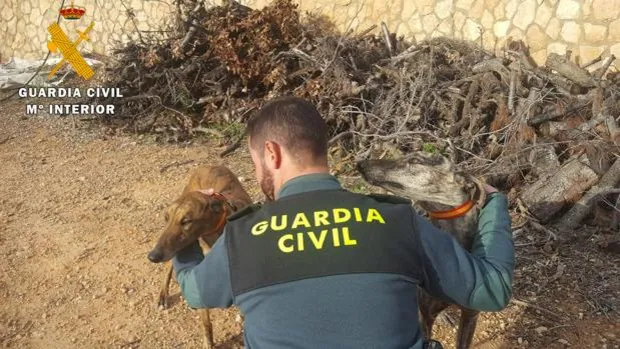 Nueve detenidos por cazar con galgos sin permiso en cotos de la provincia de Albacete