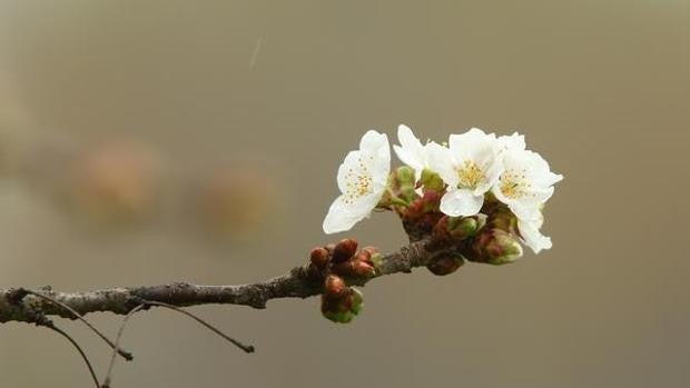 La menor contaminación augura una primavera moderada o leve para los alérgicos