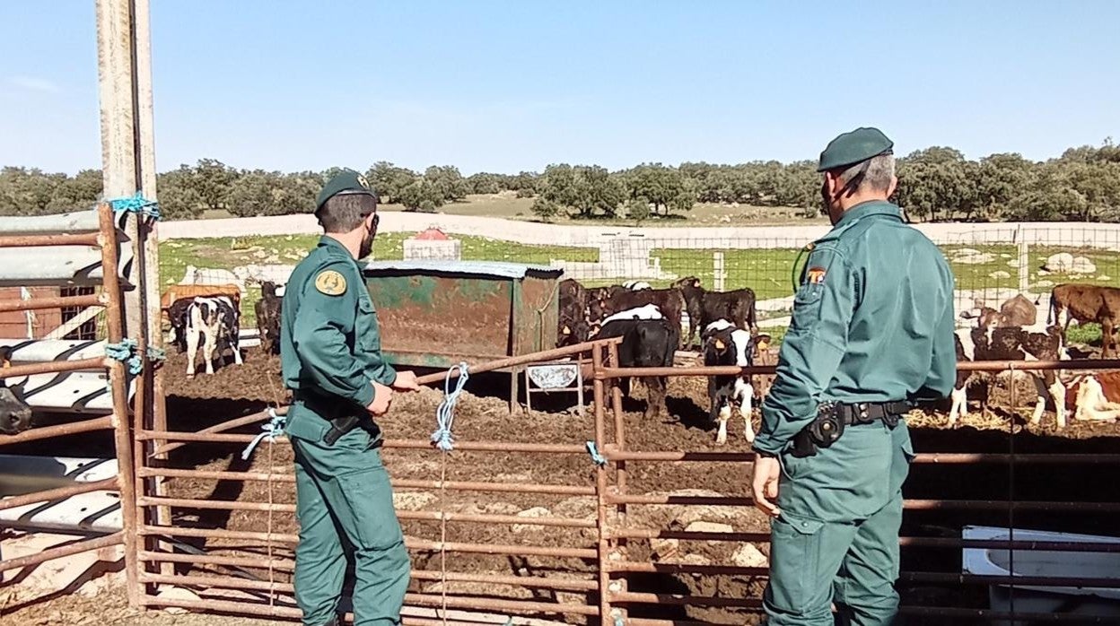 Dos investigados por un delito de falsedad documental en el transporte de reses