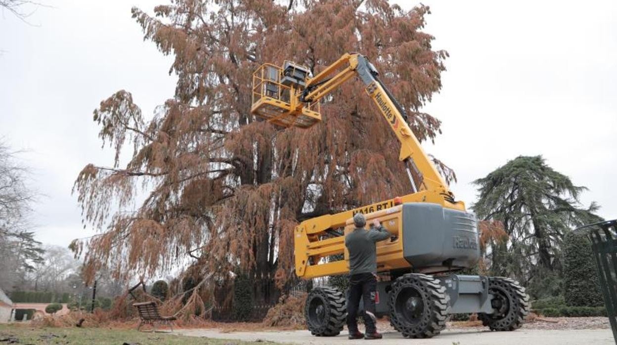 Los operarios del parque del Retiro revisan el ejemplar más longevo del recinto