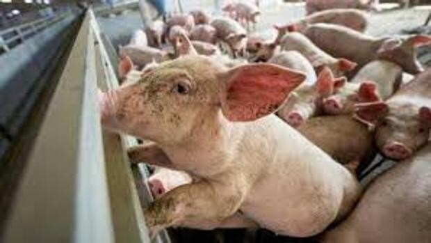 Se disparan las solicitudes de macrogranjas de cerdos en la provincia de Cuenca