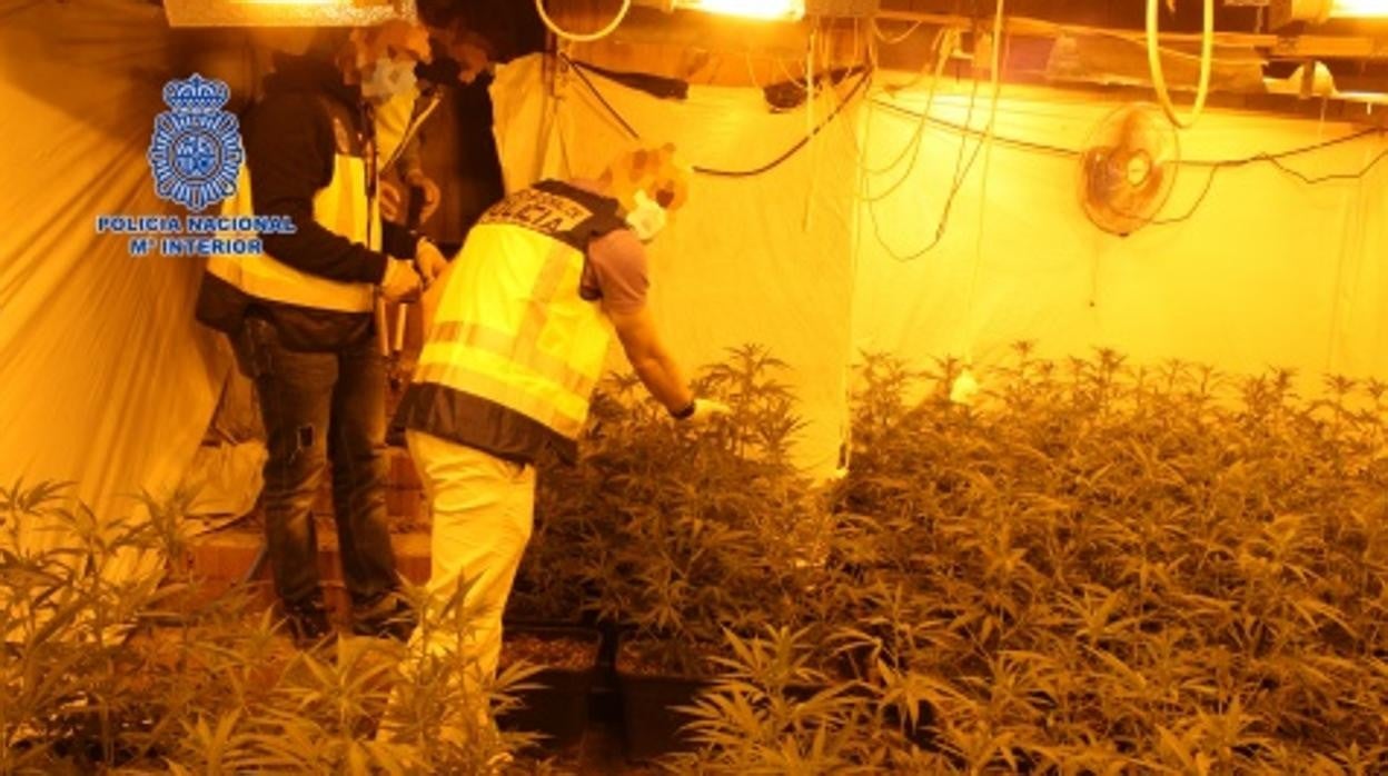 Operación policial contra la marihuana reciente en la Cañada Real