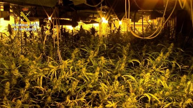 Cinco detenidos por cultivar 2.842 plantas de marihuana en Santa Olalla