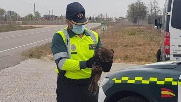 Recuperan un milano negro que resultó herido al ser golpeado por un vehículo