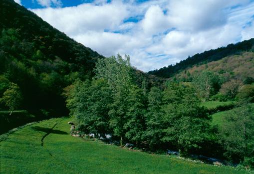 Encinar de Cruzul, en Becerreá, territorio a explorar esta Semana Santa