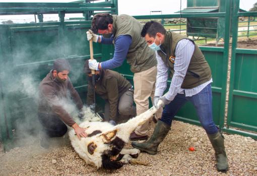 El primer macho que se herró, fue «Muñolero»