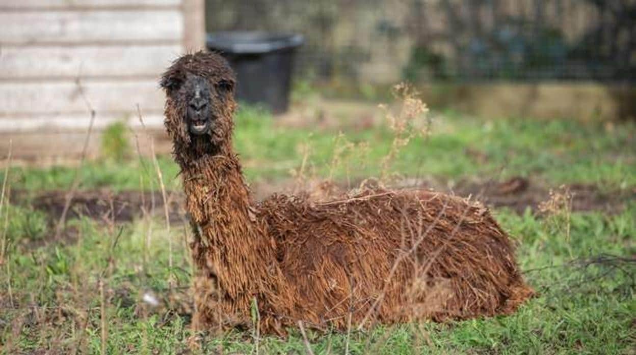 Alpaca del zoológico de Londres que opta a ser llamada «Cuenca»