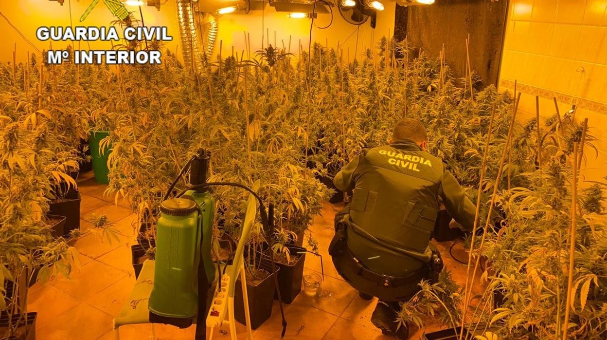 Un agente de la Guardia Civil en la plantación de marihuana/ En el vídeo, una de las entradas y registro