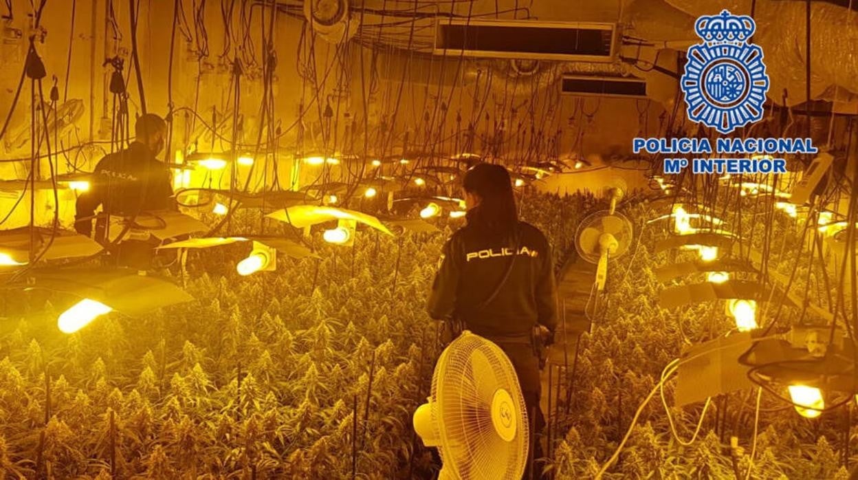 Detienen a una persona y encuentran el mayor cultivo «indoor» de marihuana de Guadalajara