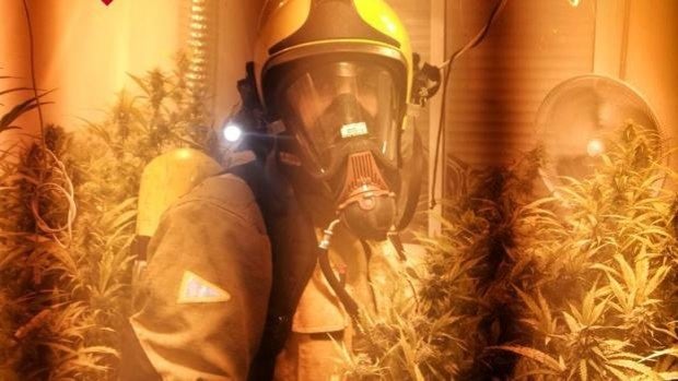 Descubren una plantación de marihuana en una vivienda de Torrevieja tras incendiarse la casa