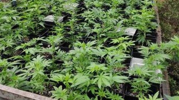 Interior confirma la legalidad del 'club marihuana' con tres socios imputados con delitos contra la salud