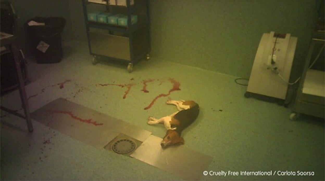 Un perro se desangra en los laboratorios de Vivotecnia, denuncia Cruelty Free International