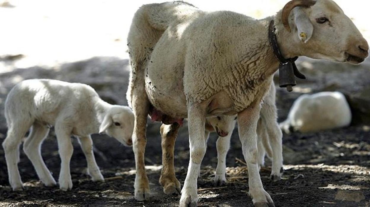 Castilla-La Mancha es declarada región libre del virus de la lengua azul en ovino, caprino y bovino