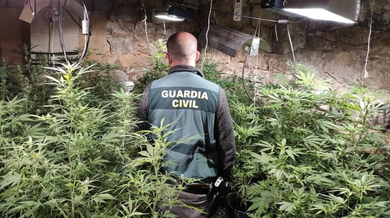 Un agente de la Guardia Civil se abre paso entre la plantación de marihuana localizada en una vivienda de Nonaspe, en la comarca zaragozana de Caspe