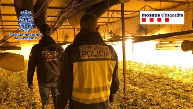 Así funcionaba la 'Bang de Fujian', la sofisticada banda china que desde Cataluña nutría a Europa de marihuana