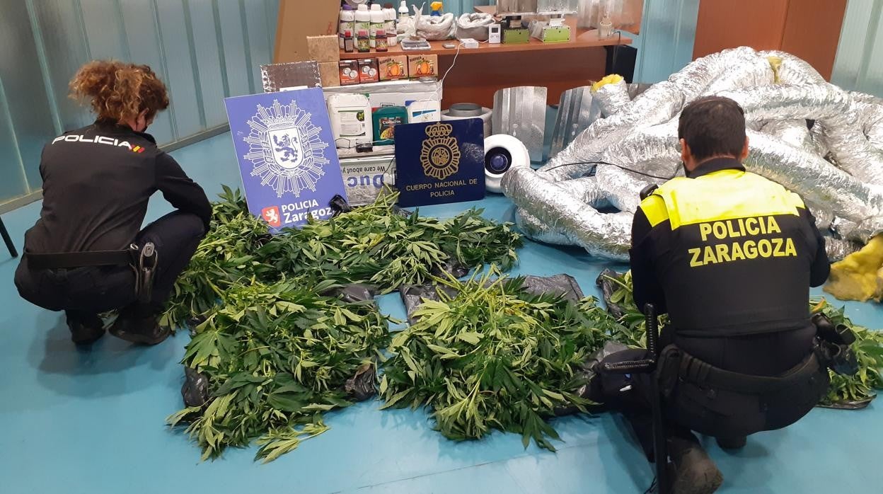 Plantas intervenidas en la vivienda, que estaba dotada de un cuidado sistema de evacuación de gases para que en el vecindario no oliera a marihuana