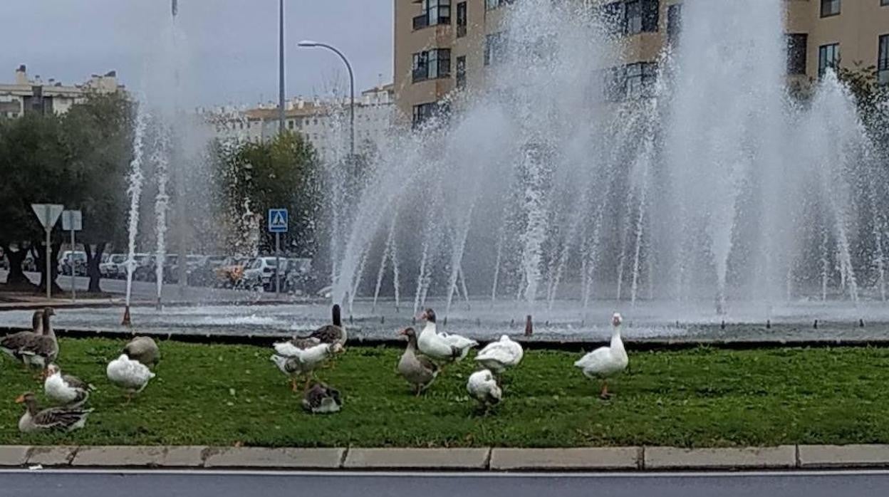 Trasladan las ocas de la rotonda de &#039;Los Patos&#039; del Polígono a las riberas del río Tajo