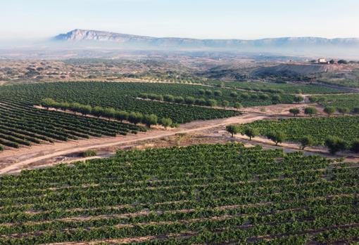 Los vinos de Almansa que triunfan en Francia año tras año