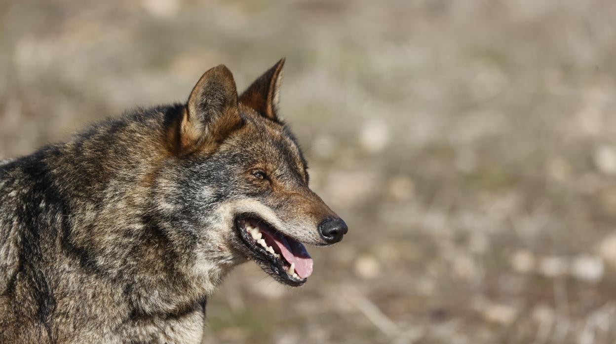 Ejemplar de lobo ibérico, una especie protegida