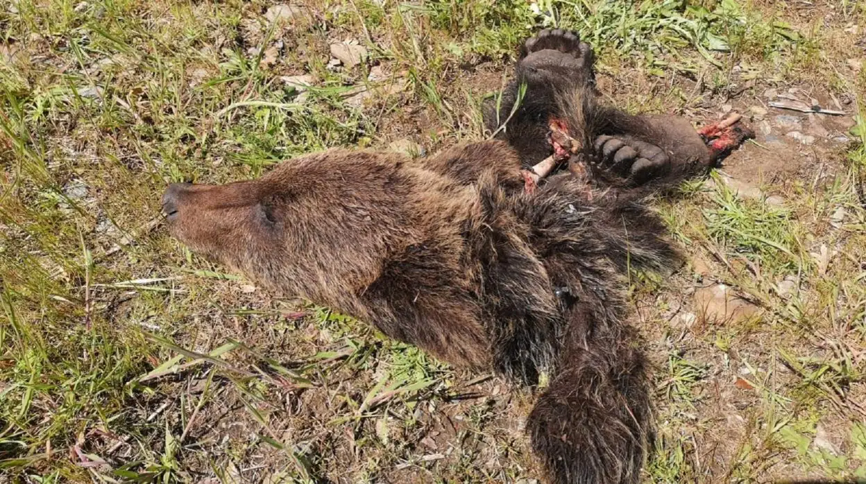 Localizan los restos de un ejemplar joven de oso pardo en Fabero (León)