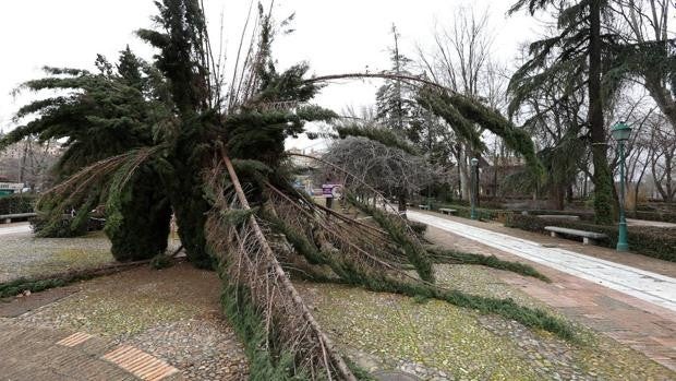 El Ayuntamiento prepara un ambicioso proyecto para recuperar el Paseo de la Vega y la rosaleda