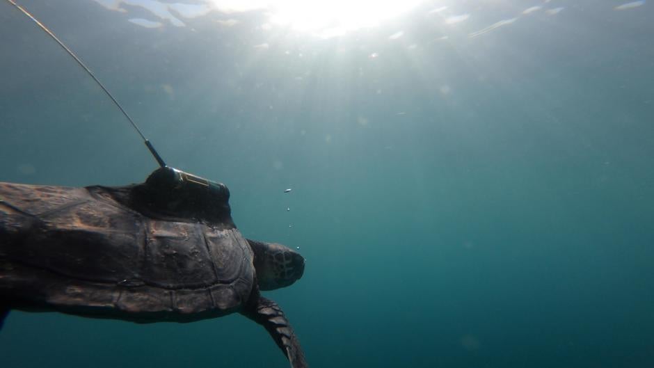 Dos tortugas hermanas rescatadas en Valencia vuelven juntas al mar