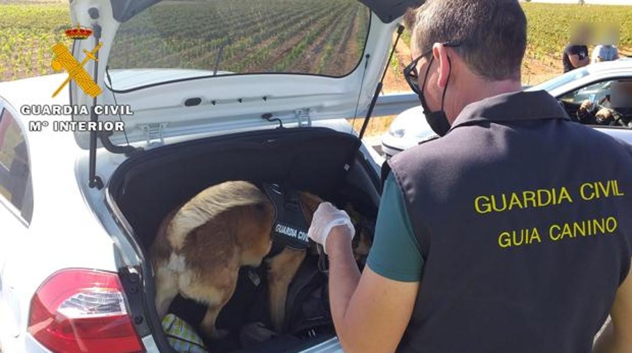 Rayo, el perro de la Guardia Civil de Albacete que ha detectado 800 gramos de marihuana en cogollos