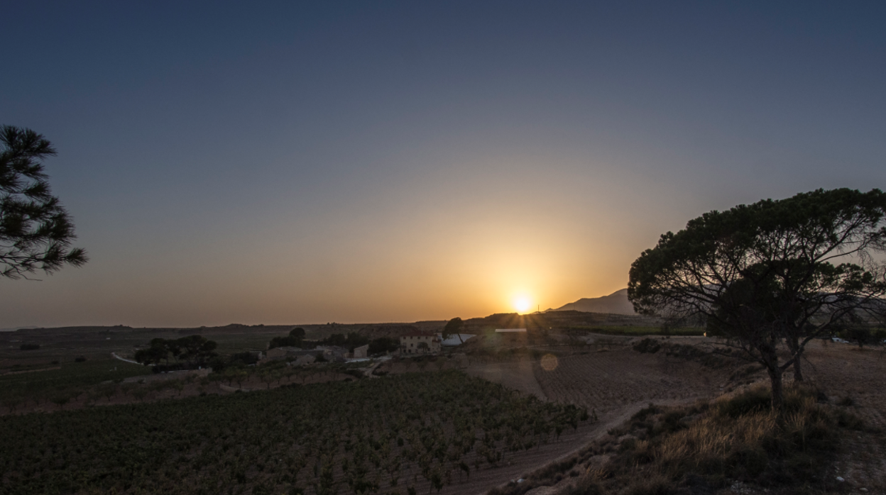 Paisaje de un viñedo para producción de vino en el interior de la provincia de Alicante