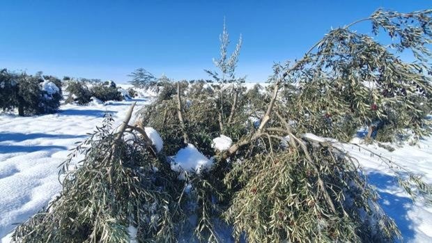 Los olivicultores de Castilla-La Mancha recibirán 18 millones para paliar los daños de ‘Filomena’