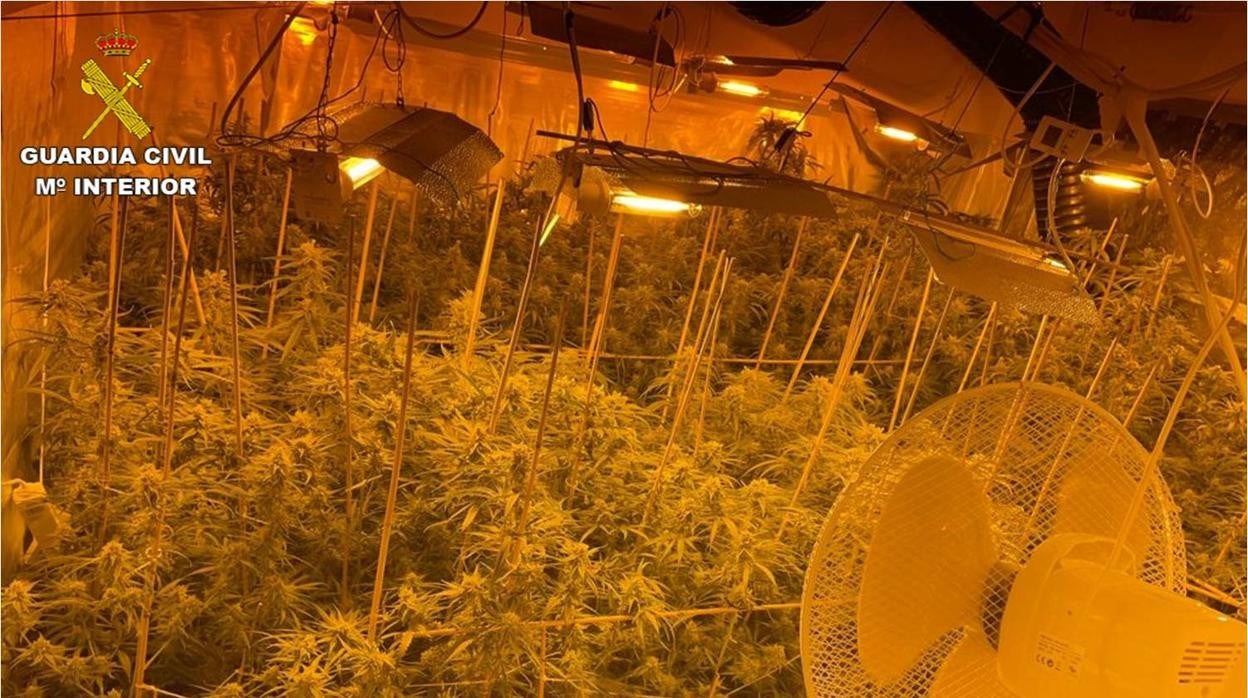 Detienen al regente de un hotel de Villajoyosa por cultivar 650 plantas de marihuana en los bajos del edificio