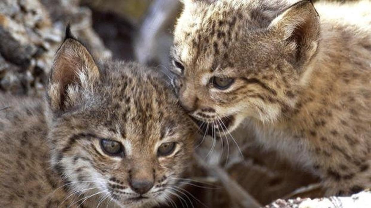 La población de linces supera los 1.000 en 2020 y un tercio de ellos está en Castilla-La Mancha