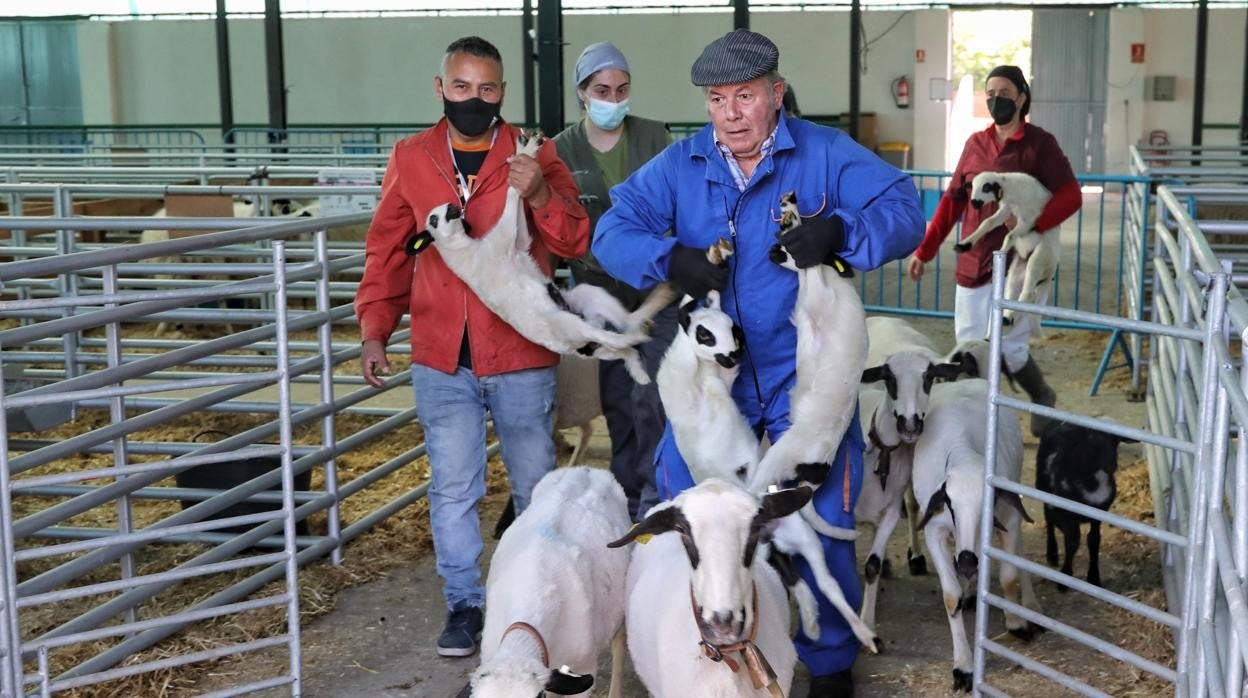 Palencia acoge la feria de Raza Churra como activo de empleo y conservación del medio ambiente