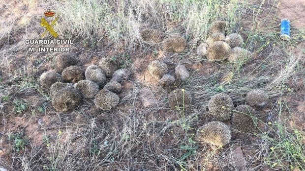 La Guardia Civil incauta en Cazalegas 27 erizos comunes capturados en su medio natural