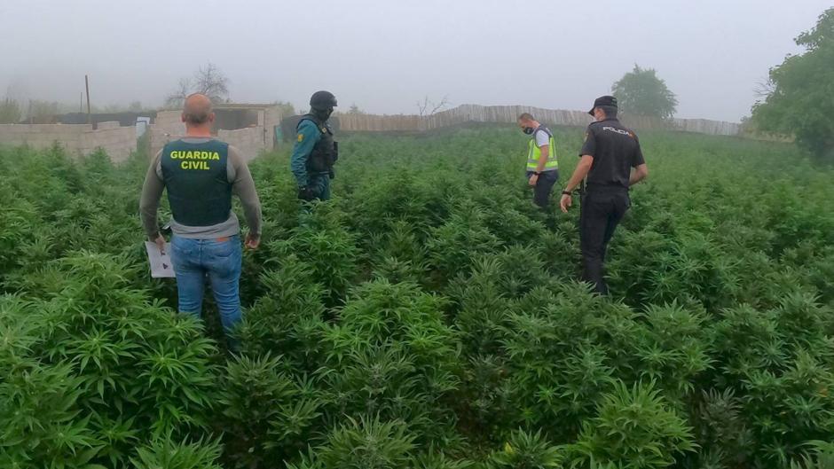 Golpe al tráfico de marihuana en Alicante con 25 detenidos y 15.000 plantas incautadas