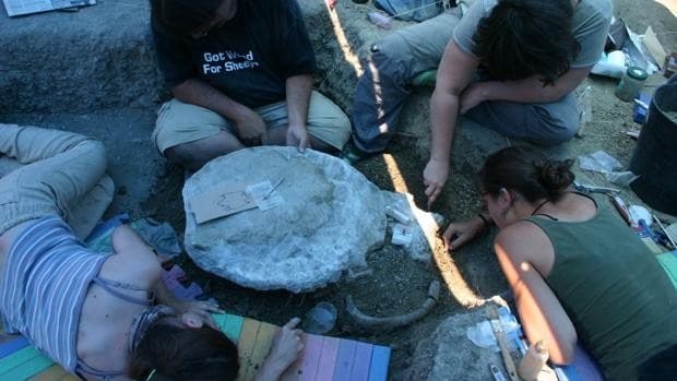 Cuando el Pirineo tenía playa: hallan en Huesca huevos de tortugas marinas de hace 42 millones de años