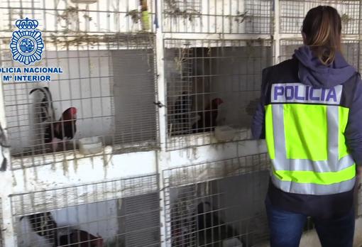 Gallos enjaulados en una reciente operación policial